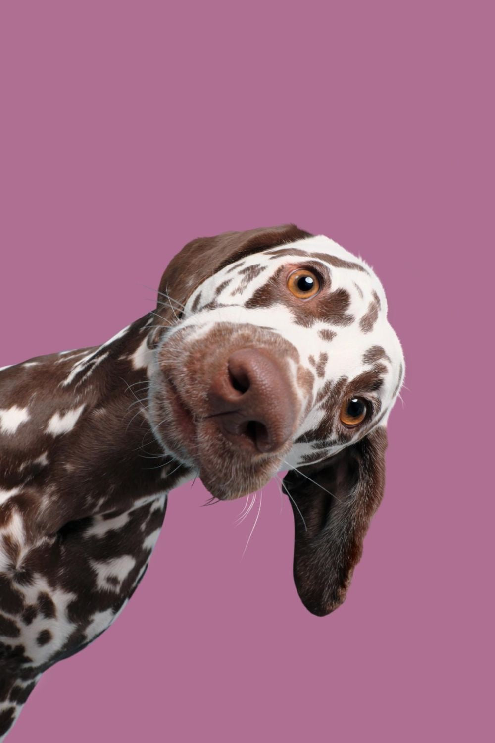 Dogs